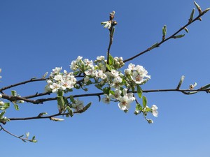 Zweig mit weißen Blüten