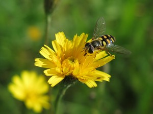 Insekt auf gelber Blüte