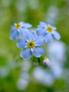 Vergissmeinnicht Blüte