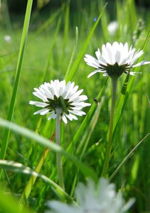 Unterseite von Gänseblümchen im Gras