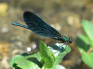 Männliche Prachtlibelle (blau)