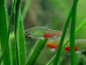 Weiblicher Rubinsalmler im Aquarium