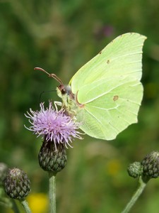 Nahaufnahme Insekt auf Sonnenblume