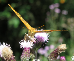 Schmetterling Zitronenfalter auf Blüte