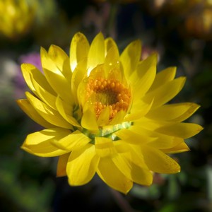 Blüte einer gelben Strohblume