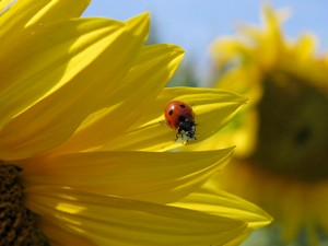 Marienkäfer auf dem Blütenblatt einer Sonnenblume