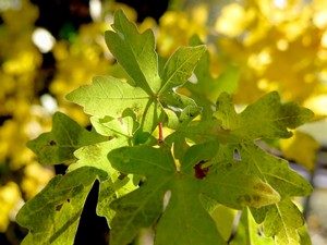 Herbstlaub im Gegenlicht