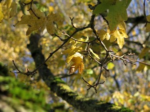 Zweige mit Herbstlaub im Sonnenschein
