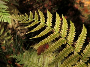 Herbstlich gefärbter Farnwedel