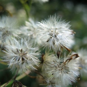 Flauschig-weiße Samenstände einer Blume
