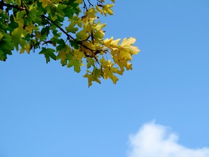 Zweig mit Herbstlaub vor blauem Himmel