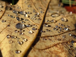 Nahaufnahme braunes Blatt mit Wassertropfen