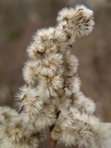 Weiche Samenstände einer Pflanze