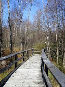 Holzsteg im Winterwald bei Sonnenschein