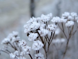 Vertrocknete Blütenreste von Eis bedeckt